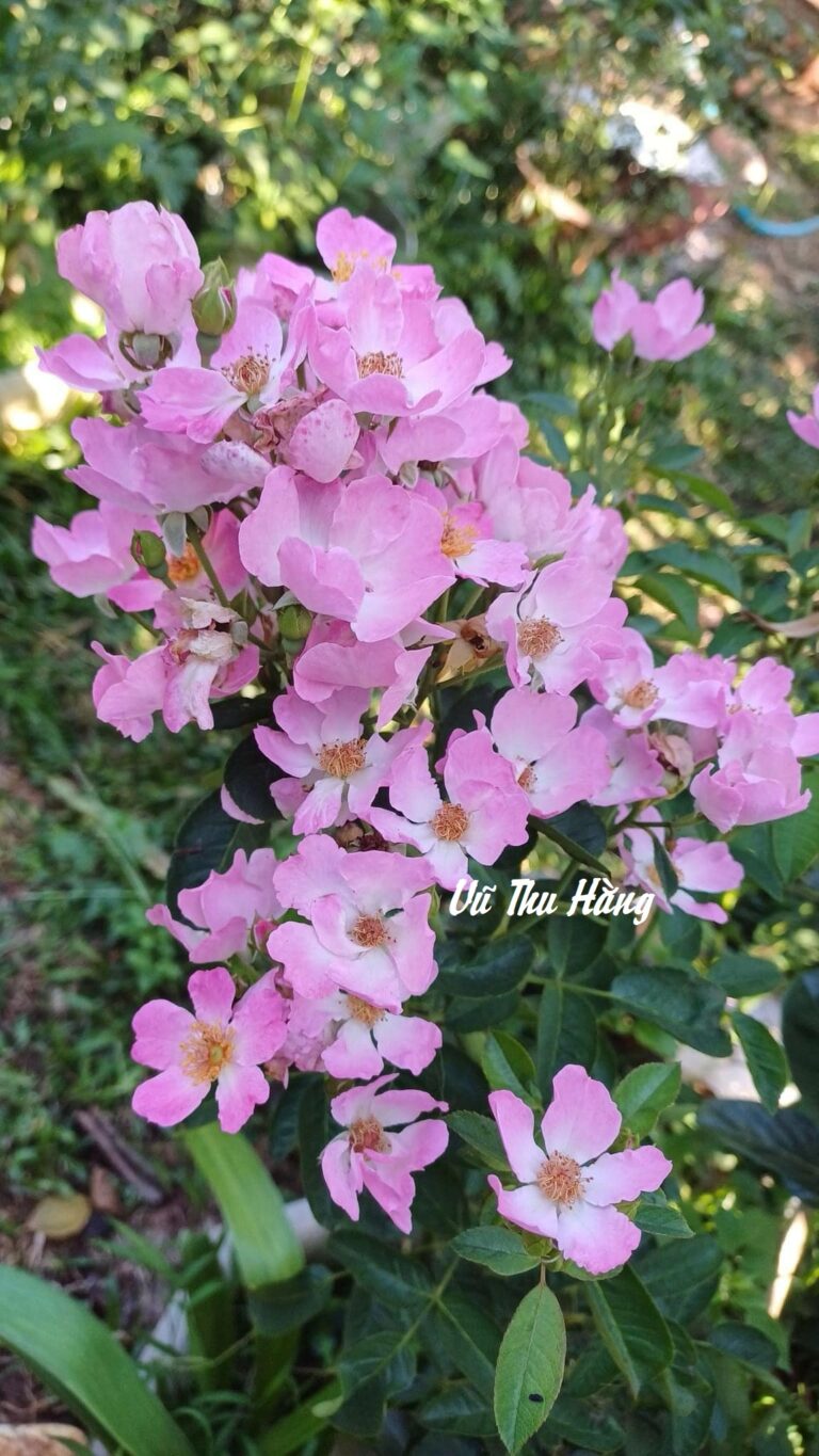 “Bạn thân”