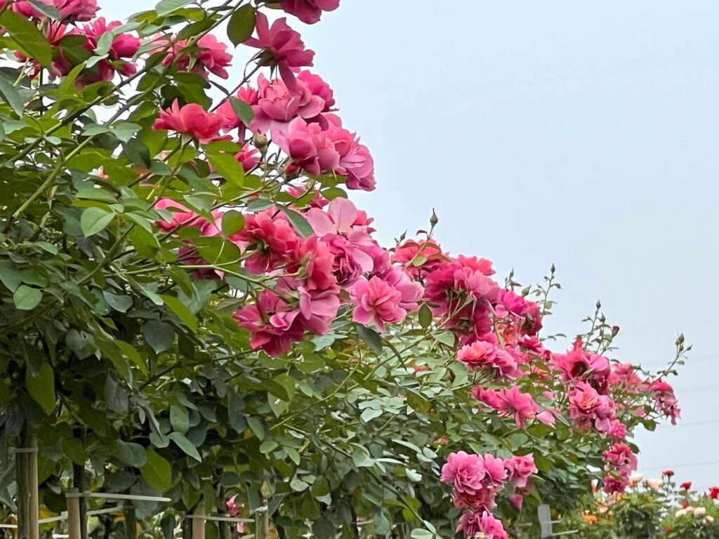 Hoàng đế zô tri