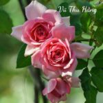 Khởi đầu của cái chết