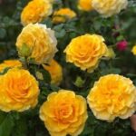 Lấy phải cô vợ lăng loàn