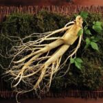 Nhặt được cây nhân sâm tinh