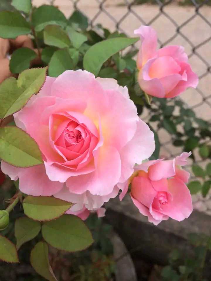 “Thẩm Ngữ”