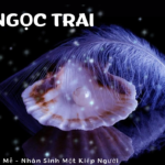 Trai Ngọc