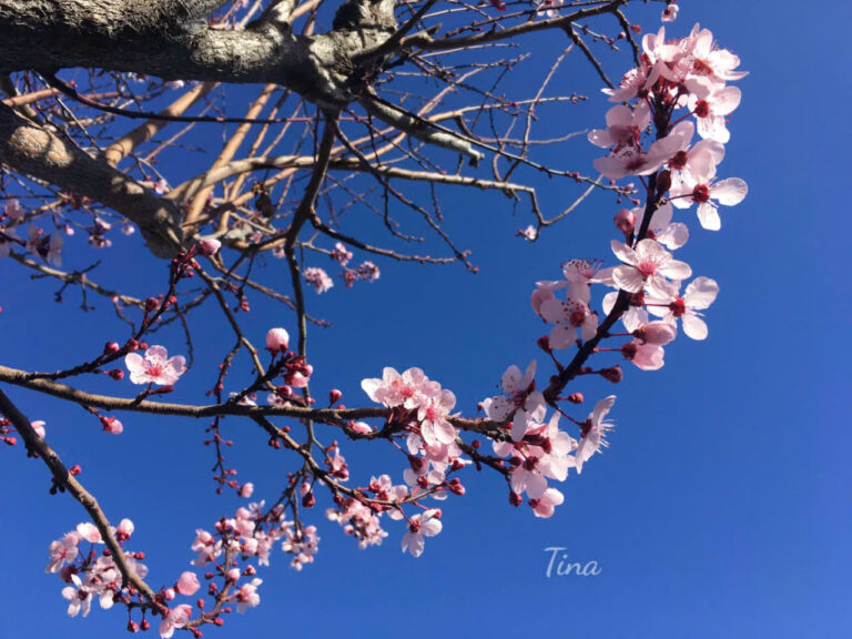 Trấn Viễn Tướng quân