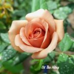 Tự do tự tại
