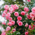 Ai cũng có bạch nguyệt quang