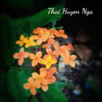 Cô học trò của tôi